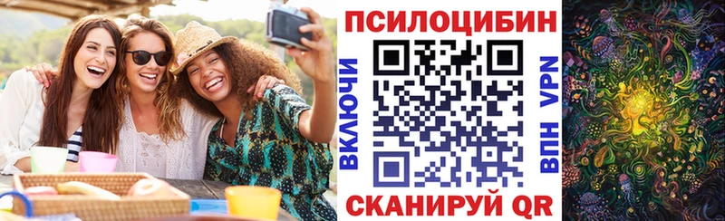 закладка  Астрахань  Галлюциногенные грибы Psilocybe 